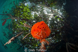 Red sponge in a Snell's window by Gleb Tolstov 